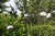 Gartenstecker Wipper mit 3 Vögeln